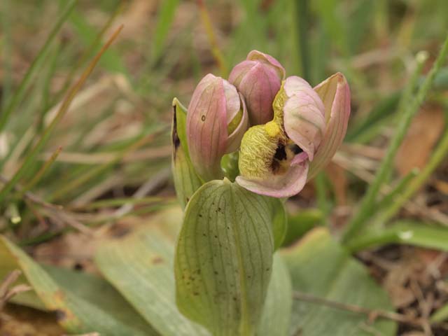 Orchidee dalla murgia Materana